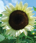 Coconut Ice Hybrid Sunflower